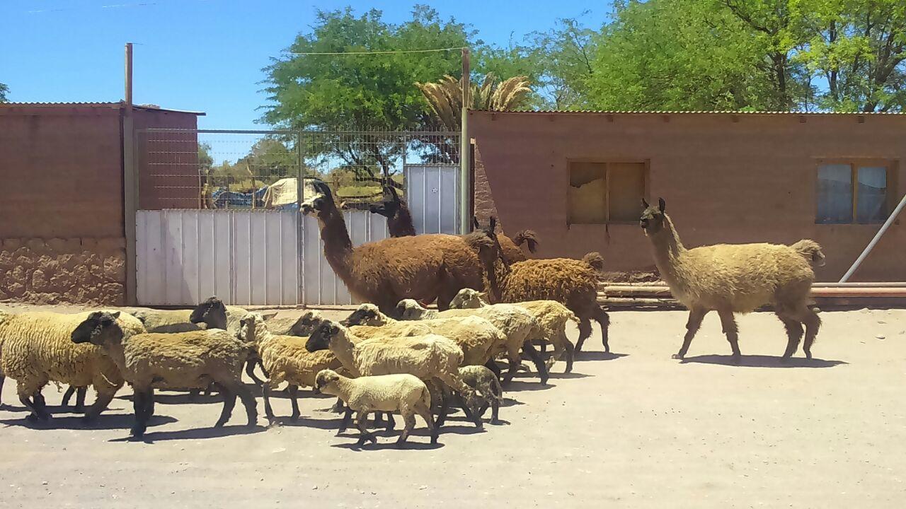 Cabana Laynaturi San Pedro de Atacama Kültér fotó